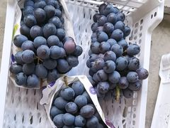 -马陆小张葡萄园农家乐