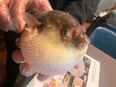 -肆月河豚·新淮扬(金融街店)