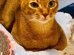 -屋虎猫馆(宝安大仟里店)