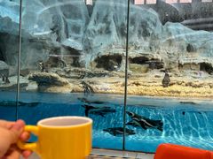 -帝企鹅自助餐厅•儿童岛•真企鹅(长隆企鹅酒店)