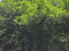 -布里斯班南岸公园