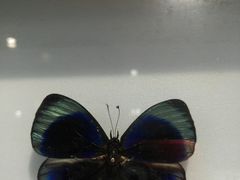 -上海昆虫博物馆