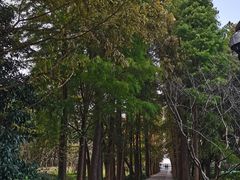 -上海滨江森林公园