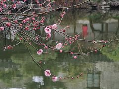 -艺圃