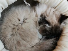 -遇见羊驼·奶狗咖·布偶猫咖·法斗柯基柴犬阿拉斯加(春熙路太古里IFS店)