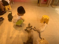 -猫咪博物馆(顶澳仔猫街店)