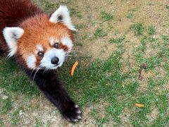 -栾川竹海野生动物园