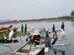 -白洋淀景区
