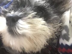 -翊宠yipet猫狗购宠庄园犬舍•猫舍