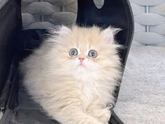 -lincat·猫舍(广州店)