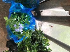 -双季花艺园艺市场(浦东店)