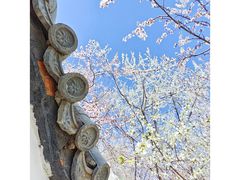 -桃花堤公园