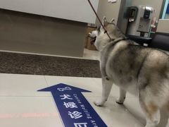 -申普宠物医院·心脏介入·心血管微创(总院)