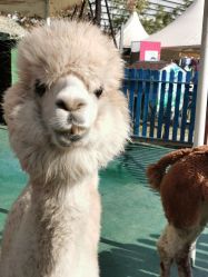 -萌宠亲子动物乐园(槐房万达店)