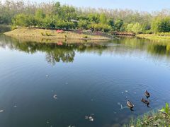 -合肥滨湖国家森林公园