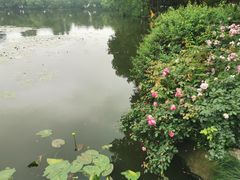 -西湖外事游船(花港观鱼码头)