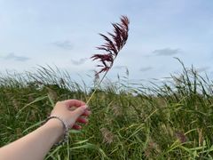 -盐城丹顶鹤湿地生态旅游区