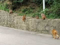 -黔灵山公园