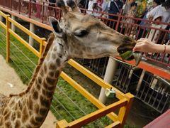 -西霞口神雕山野生动物世界