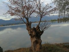 -张正麻辣串(包河万达店)