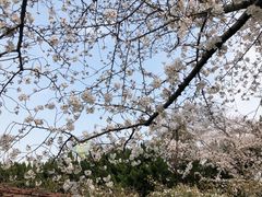 -嘉定紫藤园
