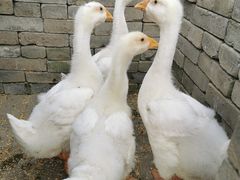 -嘉北郊野公园