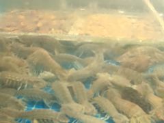 -码头鲜精致威海菜(欧乐坊店)