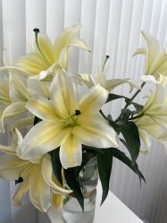 -熙朵美学植发·连锁品牌