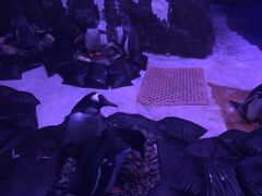 -暹罗海洋世界