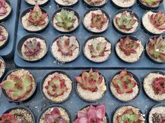 -海上花岛玫瑰园采摘