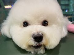 -帕帕拉兹宠物(亚洲旗舰店)