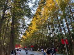 -日照海滨国家森林公园
