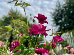 -人民公园(罗湖区)