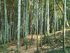 -上海佘山国家森林公园天马山园