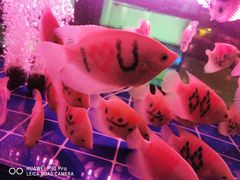 -中环花鸟鱼虫市场