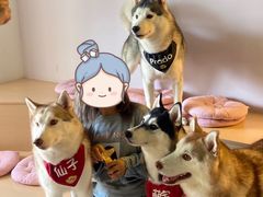 -Husky Go! 哈士奇体验馆·宠物咖啡厅狗咖