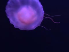 -亚龙湾海底世界