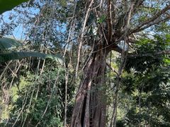 -西双版纳原始森林公园
