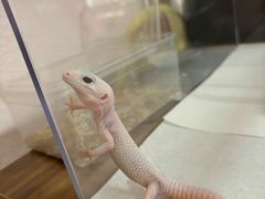 -酷以爬仙阁实体爬宠店·守宫·蜥蜴·专业繁育