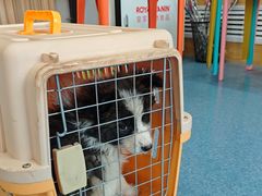 -佑安动物医院·全科·内窥镜中心(幸福巷店)