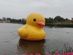 -杭州湾海上花田景区