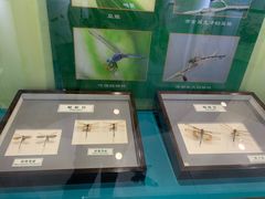 -上海昆虫博物馆