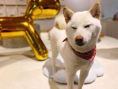 -柴务处·柴犬主题狗咖