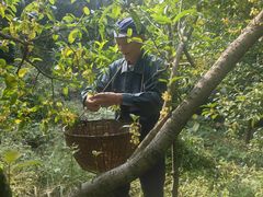 -苏州市吴中区光福窑上花果蜜饯厂