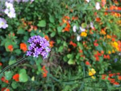 iphone_upload_pic-西湖风景区-江洋畈生态公园