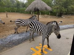 -北京野生动物园