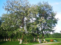 -长白岛森林公园