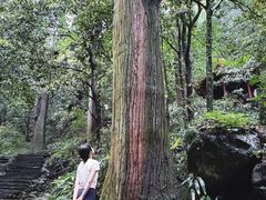 -天目山大树王景区