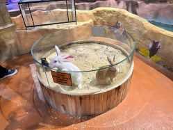 点击看大图 -奇幻萌宠部落(映月湖环宇城店)
