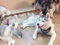 -Husky Go! 哈士奇体验馆·宠物咖啡厅狗咖